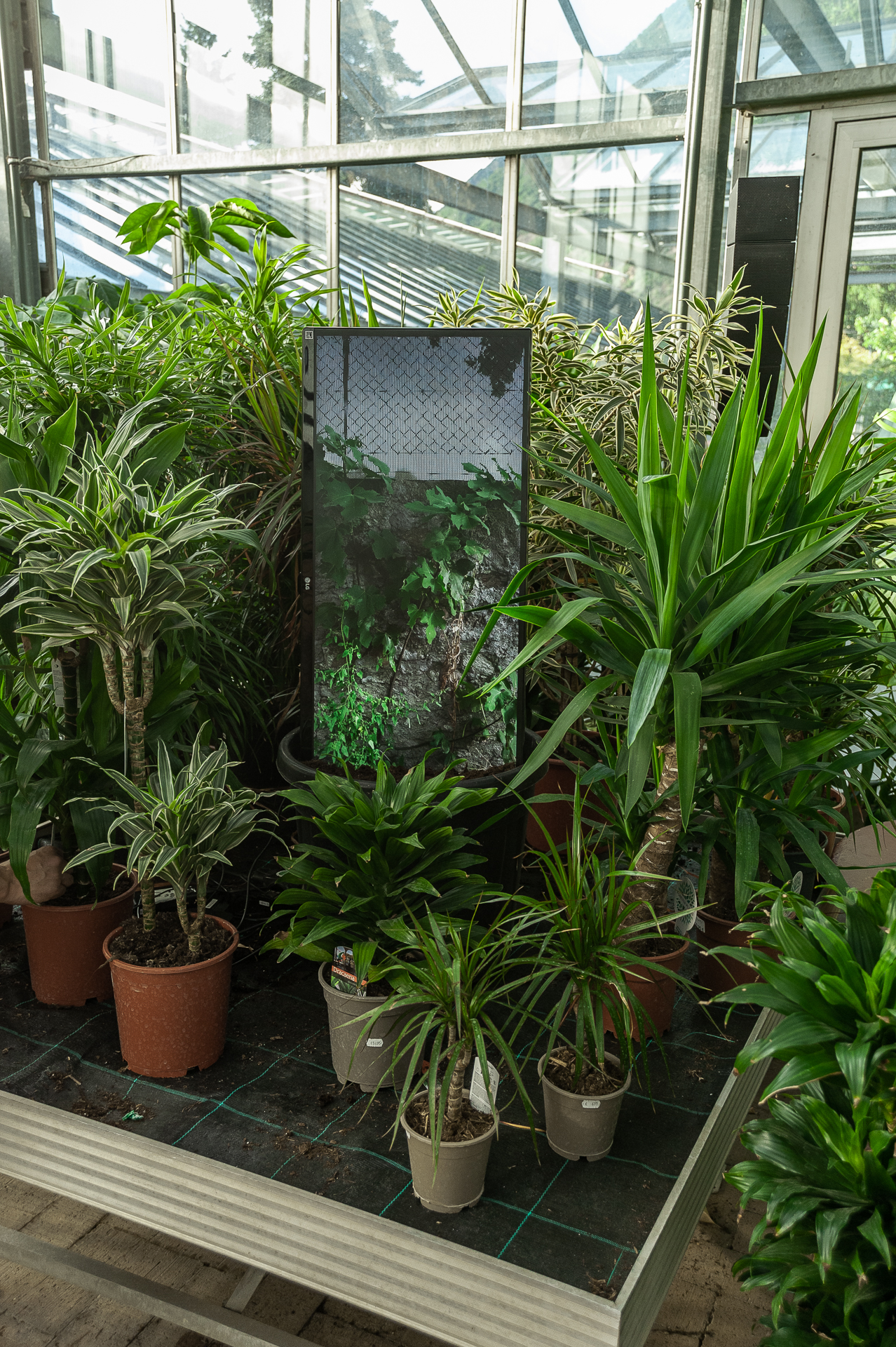 Museo Cavalese mostre 2026