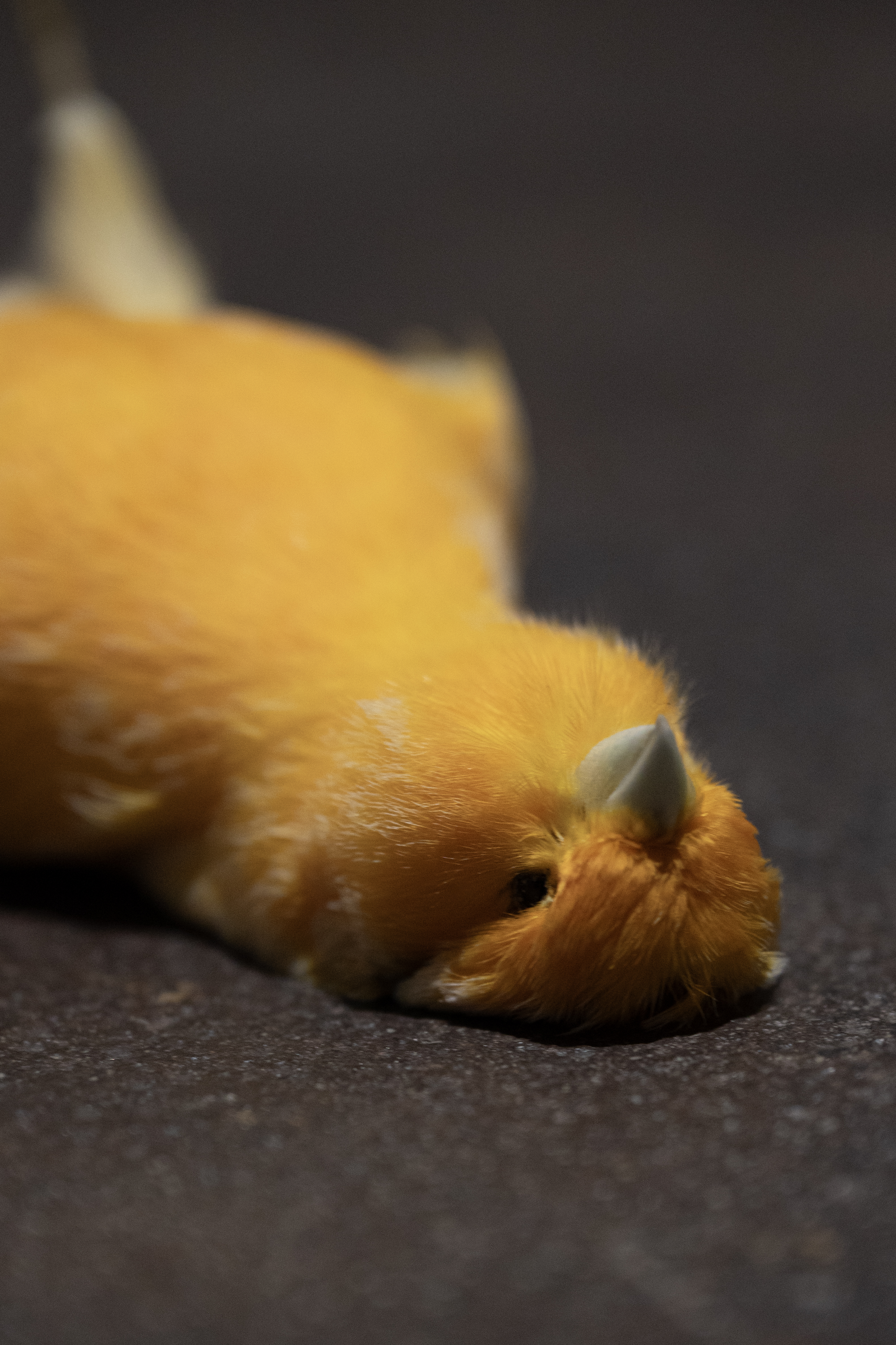 Fabio Marullo, _Giallocanarino_, 2026