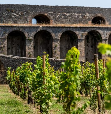 A Pompei ritorna la vite: sei ettari di vigneti nel parco archeologico