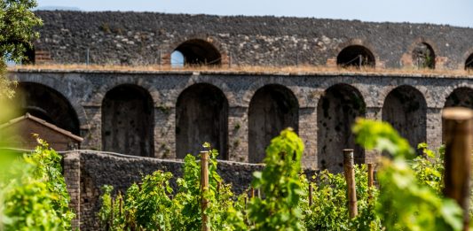A Pompei ritorna la vite: sei ettari di vigneti nel parco archeologico