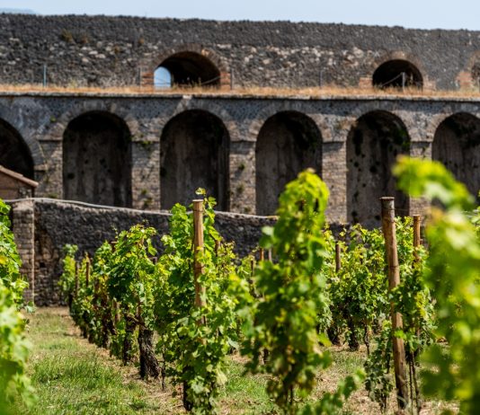 A Pompei ritorna la vite: sei ettari di vigneti nel parco archeologico