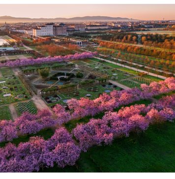 Ciliegi in fiore alla Reggia di Venaria, tra performance, musica elettronica e arte