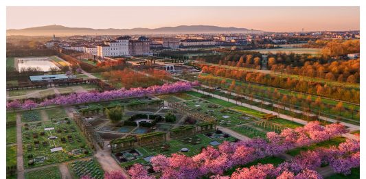 La Reggia di Venaria festeggia i suoi ciliegi in fiore con performance, musica elettronica e arte Ciliegi in fiore alla Venaria Reale