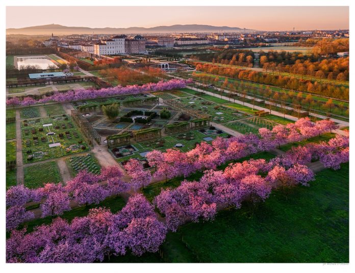 Ciliegi in fiore alla Venaria Reale