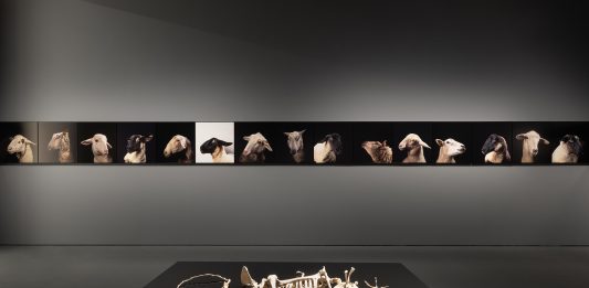 Animali, potere e colonialismo: la mostra collettiva di Atene che chiede di cambiare sguardo animali mostra