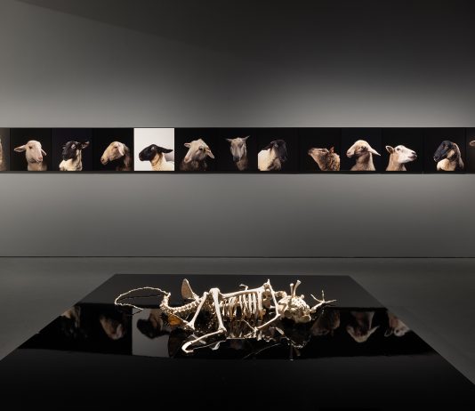 Animali, potere e colonialismo: la mostra collettiva di Atene che chiede di cambiare sguardo animali mostra