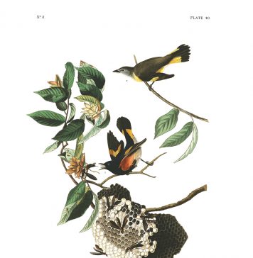 Selvatica 2026 a Biella: arte e natura in dialogo, tra autori storici e nuovi talenti