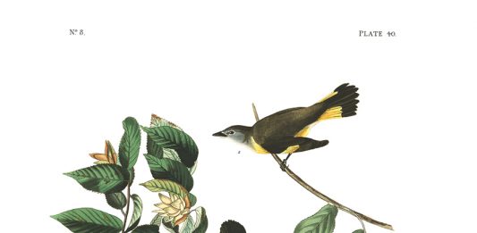 Selvatica 2026 a Biella: arte e natura in dialogo, tra autori storici e nuovi talenti