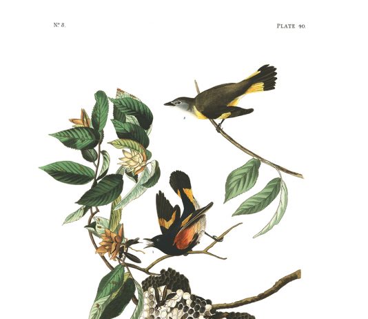 Selvatica 2026 a Biella: arte e natura in dialogo, tra autori storici e nuovi talenti