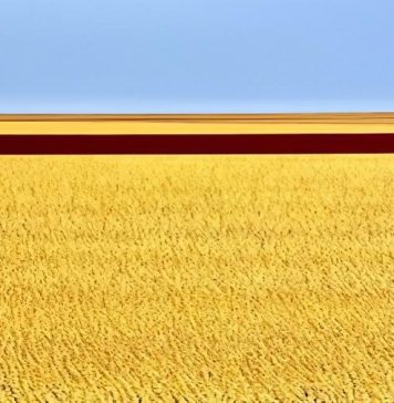 VOKIANA – ONE SQUARE KILOMETRE – HARVEST