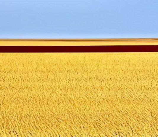 VOKIANA – ONE SQUARE KILOMETRE – HARVEST HARVEST 2025