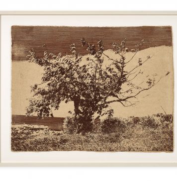 Il ciclo vitale della natura, nelle opere di Brad Downey: la mostra a Reggio Emilia