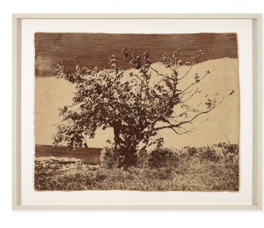 Il ciclo vitale della natura, nelle opere di Brad Downey: la mostra a Reggio Emilia