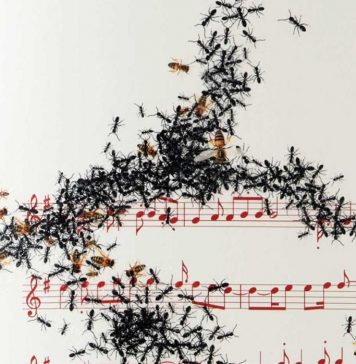 Canto Napoli: Isgrò rilegge la tradizione musicale partenopea a Capodimonte