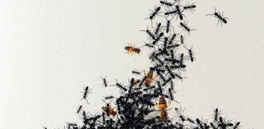 Canto Napoli: Isgrò rilegge la tradizione musicale partenopea a Capodimonte