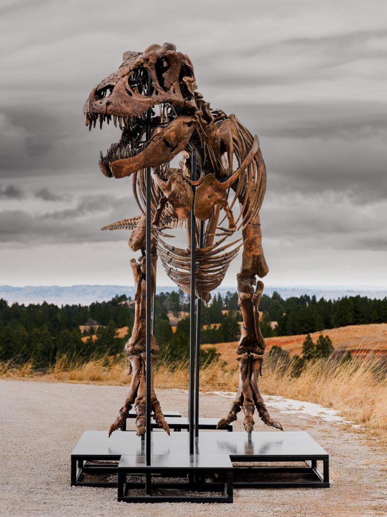 t-rex dinosauro asta record
