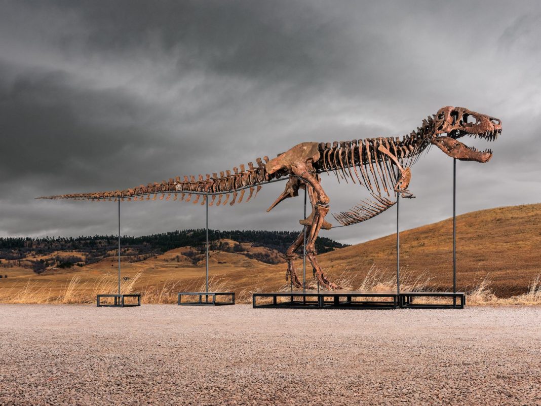 dinosauro sotheby's t-rex dinosauro asta record