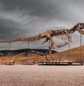 All’asta il T-Rex con la stima più alta di sempre: vale fino a $ 30 milioni