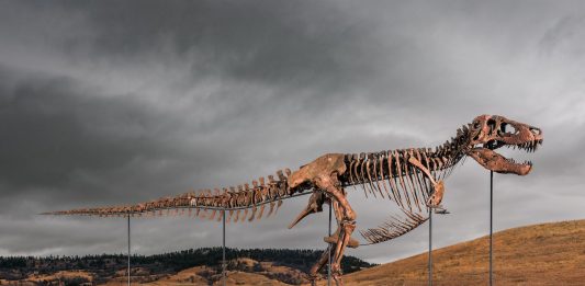 All’asta il T-Rex con la stima più alta di sempre: vale fino a $ 30 milioni t-rex dinosauro asta record