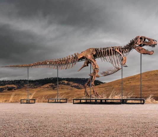 All’asta il T-Rex con la stima più alta di sempre: vale fino a $ 30 milioni t-rex dinosauro asta record