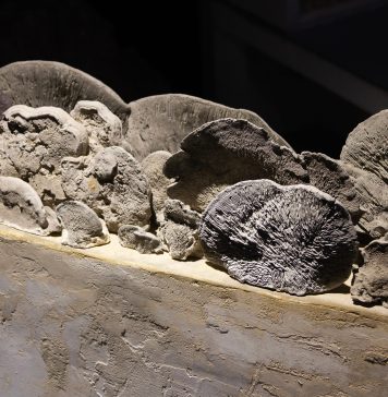 Nessuna forma rimane uguale: le metamorfosi del presente in mostra a Roma