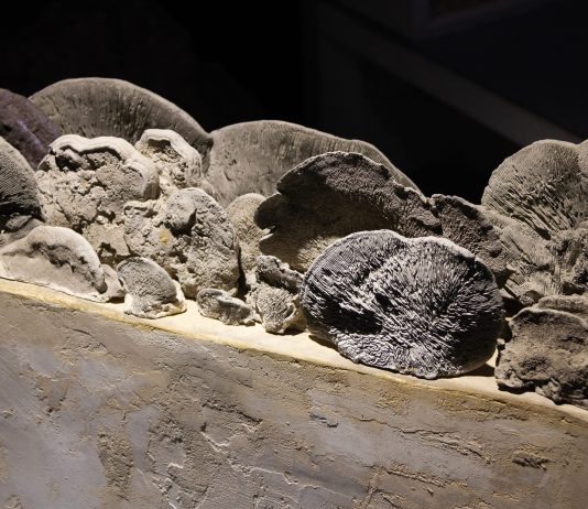 Nessuna forma rimane uguale: le metamorfosi del presente in mostra a Roma