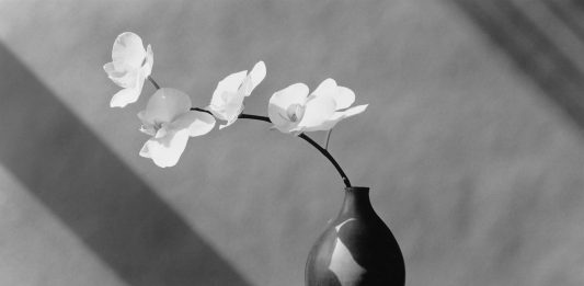 Robert Mapplethorpe all’Ara Pacis di Roma: la mostra che va oltre il mito della provocazione mapplethorpe ara pacis