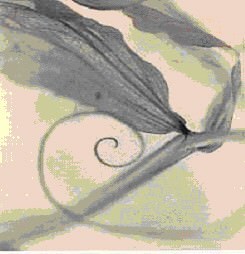 Dominique Bollinger – Argent et platine