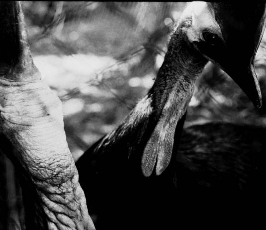 Sabrina Tomasella – Ritratti animali