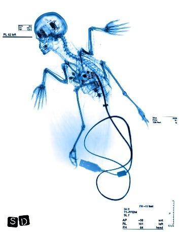 Vincenzo Spaccapeli & Fabrizio Pinzaglia – Fragment of Beauty Vincenzo Spaccapeli & Fabrizio Pinzaglia – Fragment of Beauty