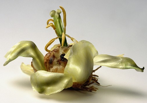 Carla Mattii – Deuterotipi Carla Mattii – Deuterotipi