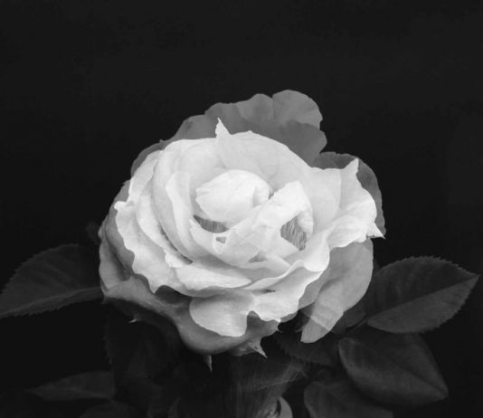 Dario Caputo – My Mr. Bloom