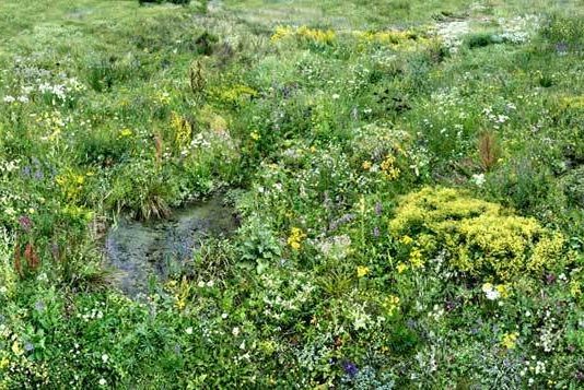 Hiroyouki Masuyama – Flowers