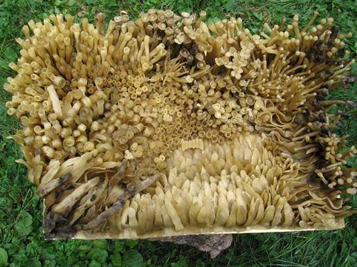 Nadia Merica Formentini – Pensieri per aria