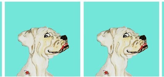 Adriana Chiari – Animalia e Vanitas