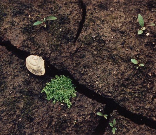 Esko Männikkö – Flora & Fauna