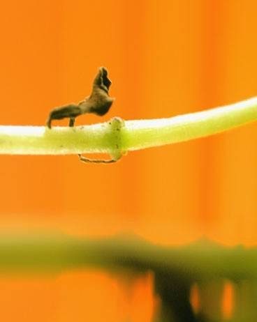 Francesca Mameli – Su *reale Francesca Mameli – Su *reale