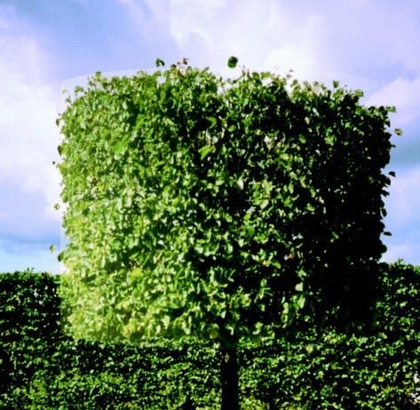 NA/NT.06.04 NA/NT.06.04