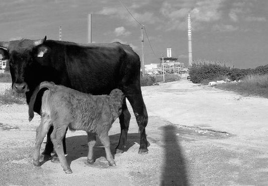 Zito – Le rappresentazioni chimiche Zito – Le rappresentazioni chimiche