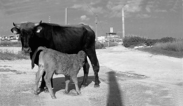 Zito – Le rappresentazioni chimichehttps://www.exibart.com/repository/media/eventi/2004/06/zito-8211-le-rappresentazioni-chimiche.jpg