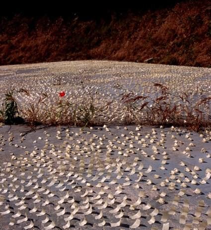 Polvere d’arte Polvere d’arte