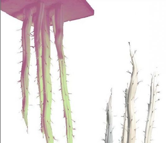 Matteo Peducci – Mutazioni batteriche