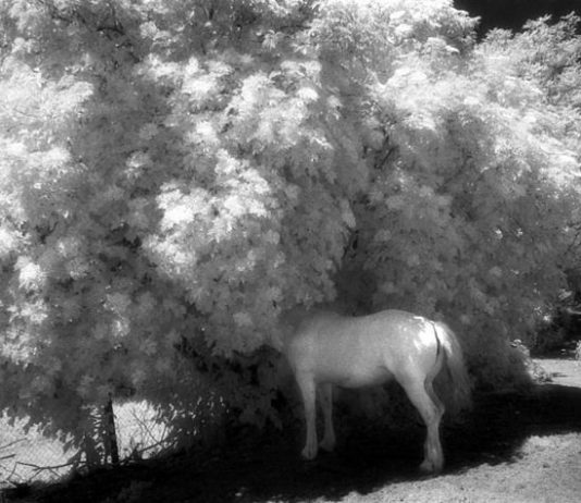 Mika Yamaguchi – fugacità ed eternità