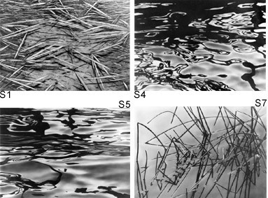 Serse – Paesaggio Adottivo