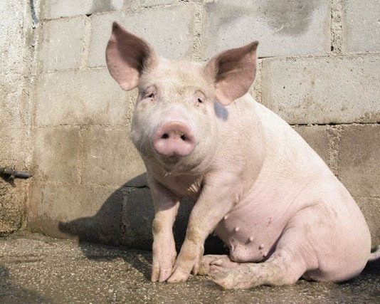 Filippo Solimena – Animal Divas