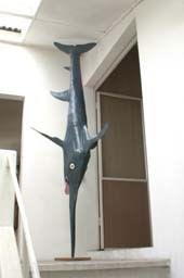 Lorenzo Amadori – Wunderkammer