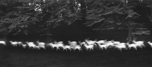 Paul Caponigro – A Retrospective 1953 – 2002