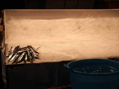 Enrico Grieco – ‘a piscaria di Catania Enrico Grieco – ‘a piscaria di Catania