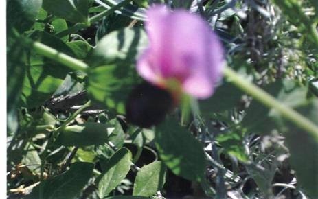 Maria Dompé – Ella Maillart