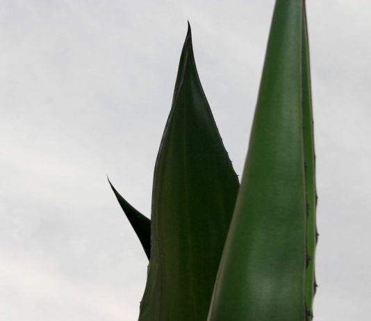 Dino Ignani – Agavi